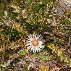 The silver thistle (Carlina acaulis) is a a protected plant, native to alpine regions of central...