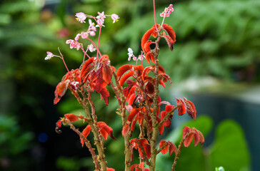 Close-up of Begonia ferox with red textured leaves and delicate pink flowers, captured in a lush...