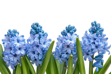 High-resolution hyacinth blossom cluster isolated on transparent background PNG cut-out — vibrant spring botanical element for seamless floral overlays, wedding invitations and scrapbooking