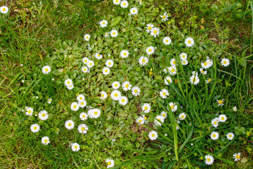 A field of white daisies is spread across the grass