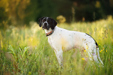 cute pointer dog in a collar standing on a meadow