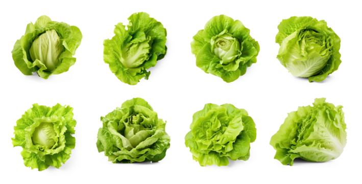 A collection of fresh green lettuce heads on a transparent background