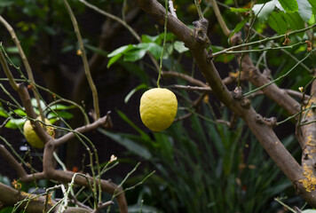 Ripe yellow lemon grows on a tree branch in Singapore, surrounded by lush green leaves under bright...