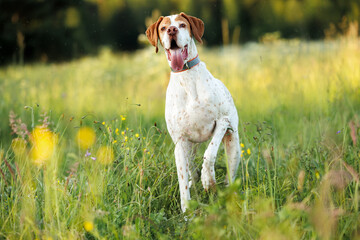 pointer dog standing on a field in summer