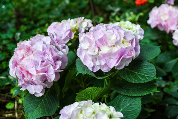 Lilac Hydrangea macrophylla in bloom, also known as Bigleaf Hydrangea or French Hydrangea. Vibrant...