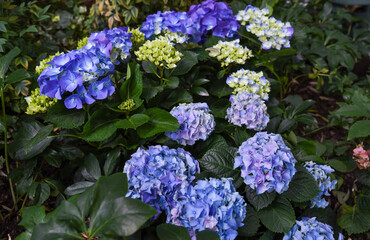 Bright blue Hydrangea macrophylla Endless Summer in bloom, also known as Bigleaf or French...