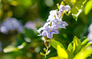 A bunch of purple flowers are in a green bush