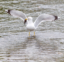 A seagull bird in flight over water