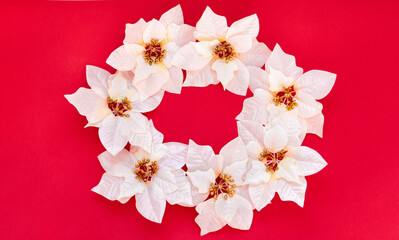 Poinsettia flowers on a red background with copy space. The atmosphere of Christmas and New Year. Christmas banner, mock-up