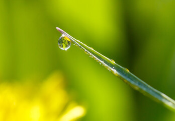 Aphids on a plant stem in nature