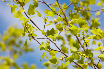 A tree with green leaves and a blue sky in the background