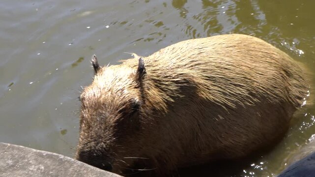 A capybara (Hydrochoerus hydrochaeris) out of the pond.