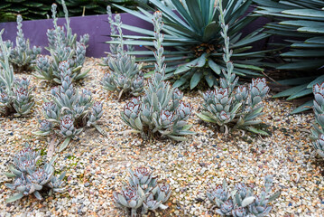 Group of Kalanchoe tomentosa succulents growing together in sandy desert garden. Furry green leaves with distinct brown tips.