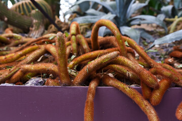Golden Rat Tailed Cactus (Cleistocactus winteri) with green spiny stems, thriving in Singapore’s tropical climate, showcasing unique desert plant beauty.
