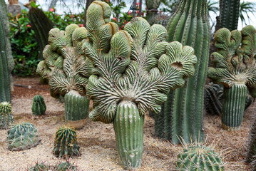Cluster of crested Cereus forbesii cacti with unique fan-shaped growth in desert garden. Exotic cactus variety with striking cristate form.