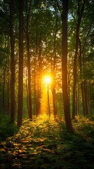 Fototapeta premium sunrise in the forest