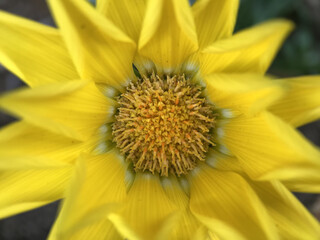 神田川5月：ガザニアの花 2025/5/5