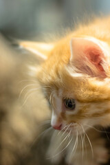 Cute ginger kitten close-up. Shallow depth of field.