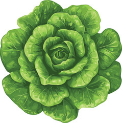 Fototapeta premium green cabbage isolated on white