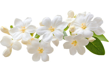 Fototapeta premium High-resolution jasmine flower cluster isolated on transparent PNG background cutout — delicate white petals botanical element ideal for wedding invitations, scrapbook overlays, digital floral designs