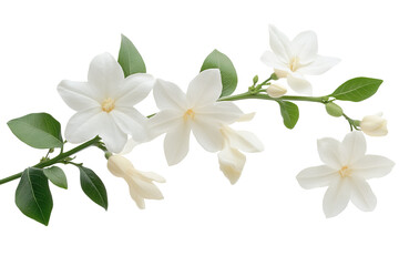 Obraz premium High-resolution jasmine flower cluster isolated on transparent PNG background cutout — delicate white petals botanical element ideal for wedding invitations, scrapbook overlays, digital floral designs