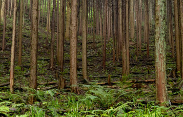 Forest trees background