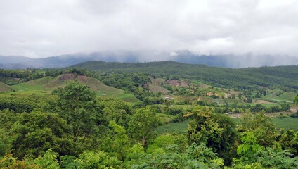 rain forest in the mountains