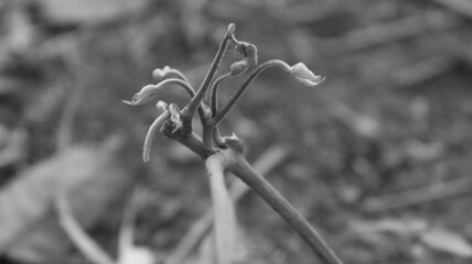 Plant Shoots with Sturdy Stems