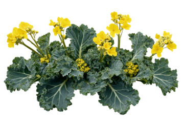 High-resolution kale flower bouquet isolated on transparent background PNG cut-out — ornamental edible blossom ideal for healthy food packaging, botanical illustrations, and creative digital design