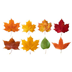 Autumn leaves cut out on transparent background