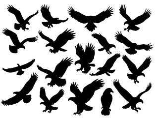 Obraz premium Flying Eagle Silhouettes in Aggressive and Majestic Poses