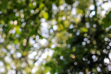 Abstract bokeh background with natural green and white light spots.