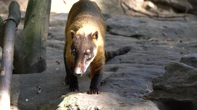 The South American coati (Nasua nasua), also known as the ring-tailed coati