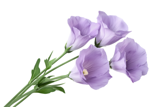 High-resolution lisianthus flower bouquet isolated on transparent background — seamless PNG cutout botanical clipart ideal for wedding invitations, scrapbooking overlays, and elegant floral design - Powered by Adobe