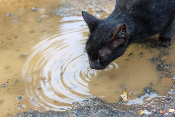 Black cat drinks from muddy puddle on rough textured ground after rain.