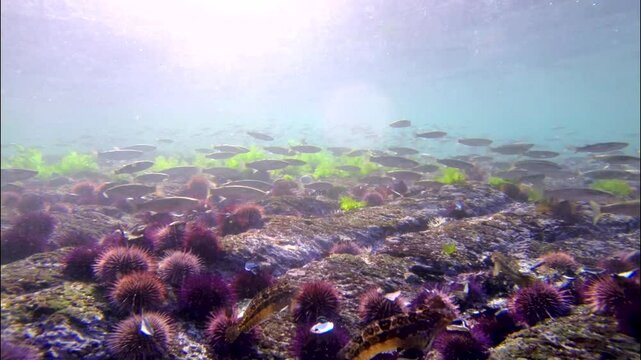 Fish go into feeding frenzy as fresh uni is presented near seabed in Atlantic