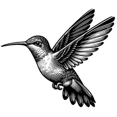 Fototapeta premium Hummingbird in Flight Line Art SVG