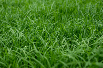 Green rice seedling texture background