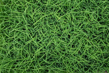 Green rice seedling texture background