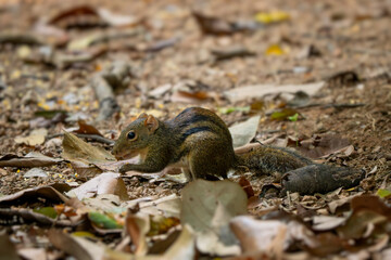 Indochinese Ground Squirrel - Menetes berdmorei, beautiful ground squirrel native to the forests...