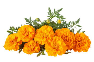 High-resolution marigold flower bouquet on transparent background – PNG cutout ideal for wedding stationery, scrapbook overlays, sublimation prints, digital art projects, and floral graphic design