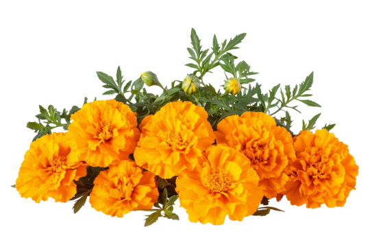 High-resolution marigold flower bouquet on transparent background – PNG cutout ideal for wedding stationery, scrapbook overlays, sublimation prints, digital art projects, and floral graphic design