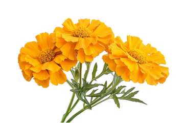 High-resolution marigold flower bouquet on transparent background – PNG cutout ideal for wedding stationery, scrapbook overlays, sublimation prints, digital art projects, and floral graphic design