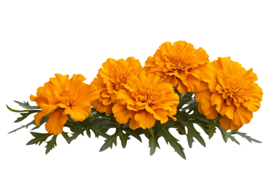High-resolution marigold flower bouquet on transparent background – PNG cutout ideal for wedding stationery, scrapbook overlays, sublimation prints, digital art projects, and floral graphic design