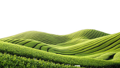 Lush green tea fields cascading down hills