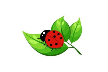 Fototapeta premium ladybug on green leaf