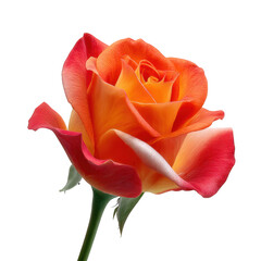 Close up shot of a vibrant orange and red rose blossom on transparent background