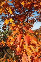 Orange with a red tint oak leaves in autumn.