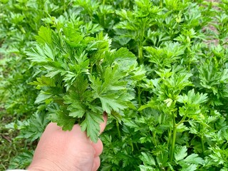 A hand grips a bunch of vibrant green parsley in a lush garden. The surrounding plants thrive under sunshine, showcasing rich greenery typical of springtime growth