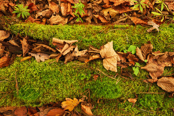 Green moss and autumn fallen leaves.